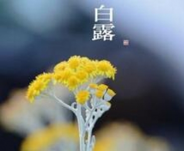 白露养生 从争“蜂”吃“醋”开始