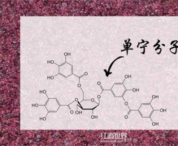 葡萄酒单宁究竟是何方神圣？