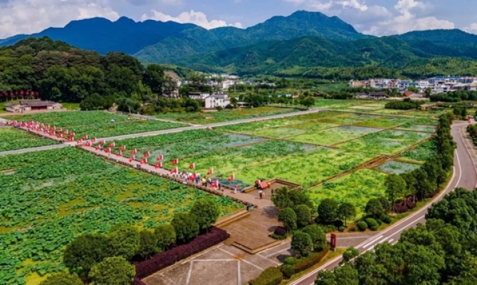 比日本大5倍的万亩樱花 就在国内美哭全球